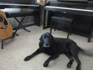 Beethoven the dog